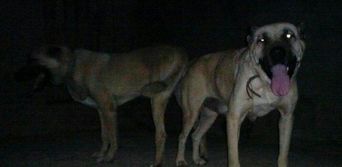 Erkak kangal. 2 iynasi vurulub. Iri kucukdur. saf gan turk sivad kanga