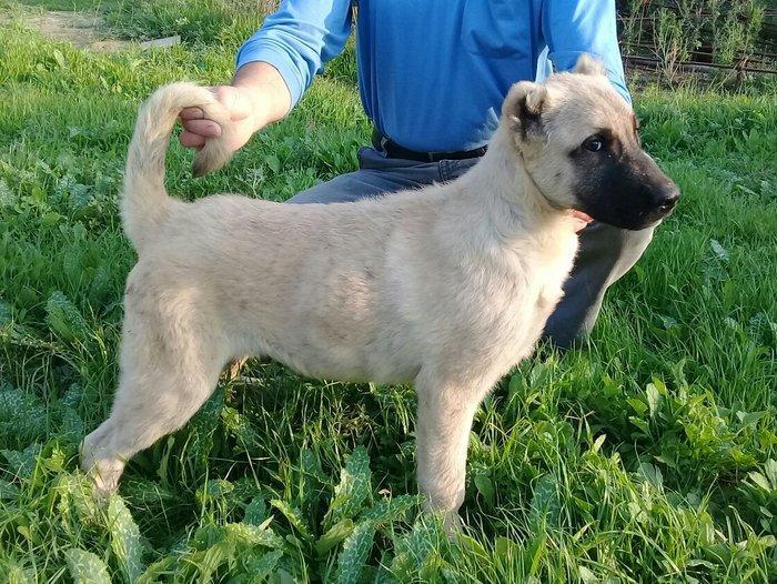 3 aylig erkaklar. Vaksinasiya olunublar. Ata va anasi goz gabaginda. T