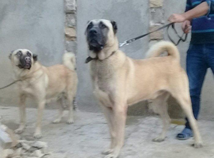 3 aylig erkaklar. Vaksinasiya olunublar. Ata va anasi goz gabaginda. T