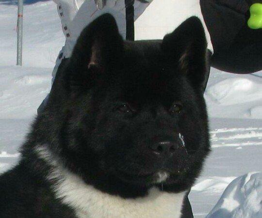 Amerikan Akita. Ham aila ham da axran iti. Kucuk 2 ayligdir. Bakidadir