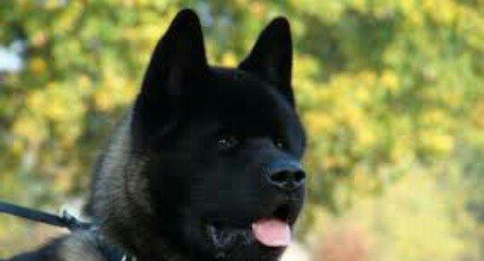 Amerikan Akita. Ham aila ham da axran iti. Kucuk 2 ayligdir. Bakidadir