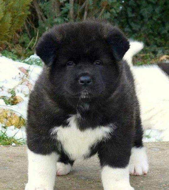 Amerikan Akita. Ham aila ham da axran iti. Kucuk 2 ayligdir. Bakidadir