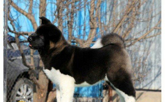 Amerikan Akita. Ham aila ham da axran iti. Kucuk 2 ayligdir. Bakidadir