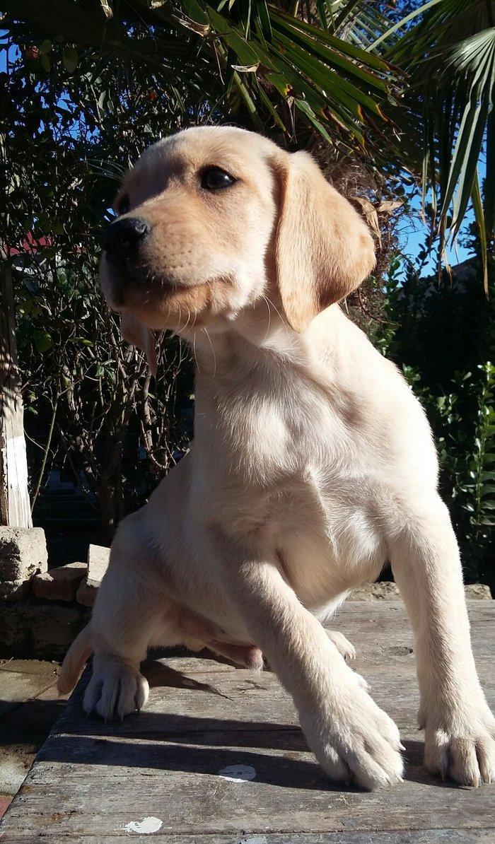 labrador retriever balaları satılır, erkey və dişi balalar var, peyven