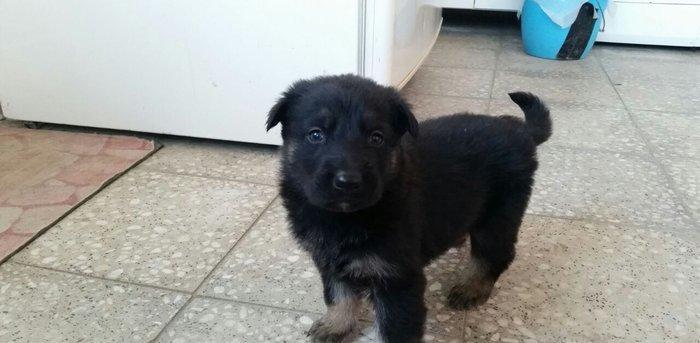 Itler novxanidadir erkek ve diwi bala var real alicilar narahar etsin