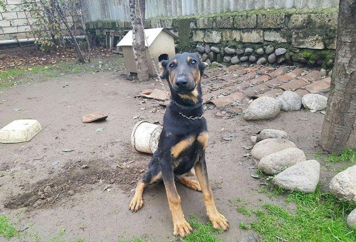 Salam dobermandi cinsi 5ay 26 gun erkek baladidi 120 satmagimin sebebi