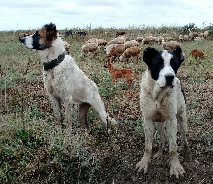 etiyac uzden satlir enik 10 ayliqdir 110 kilo atasini cekisi olub 70 k