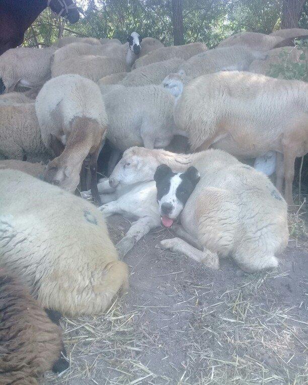 etiyac uzden satlir enik 10 ayliqdir 110 kilo atasini cekisi olub 70 k