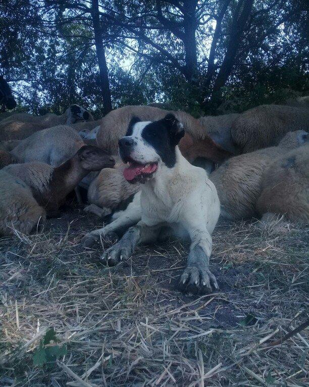 etiyac uzden satlir enik 10 ayliqdir 110 kilo atasini cekisi olub 70 k