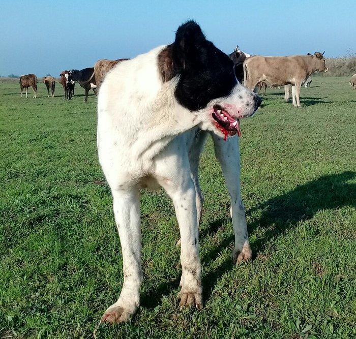 etiyac uzden satlir enik 10 ayliqdir 110 kilo atasini cekisi olub 70 k