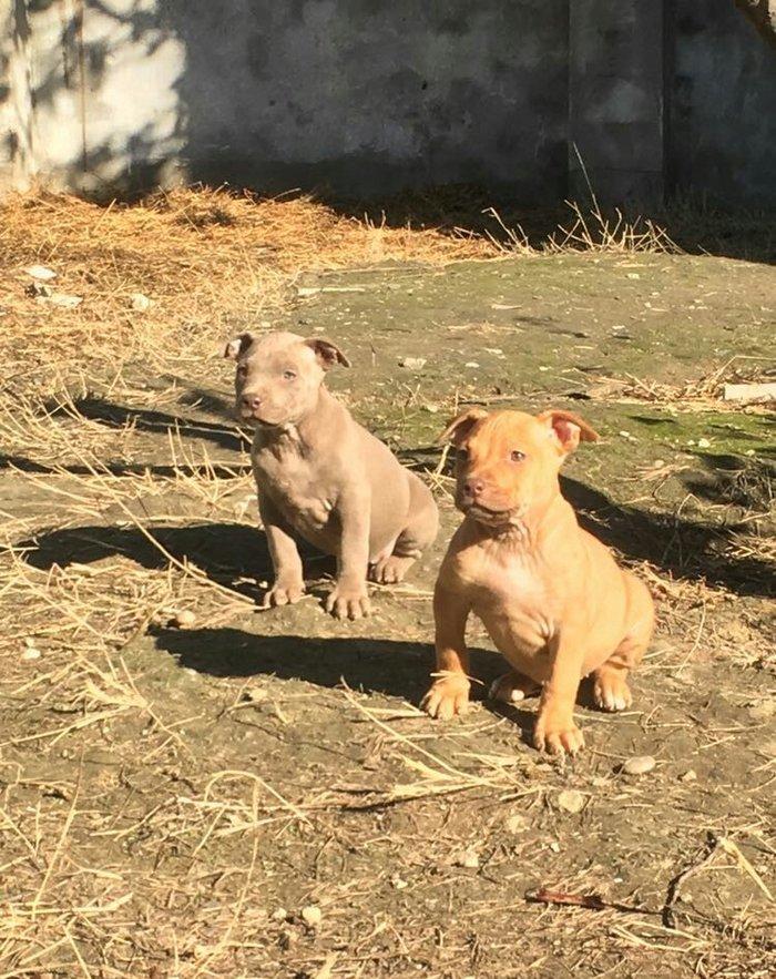 Temiz pitbull balalarıdı 4- dene dişi qalıb 200 manata telesin aşağı y