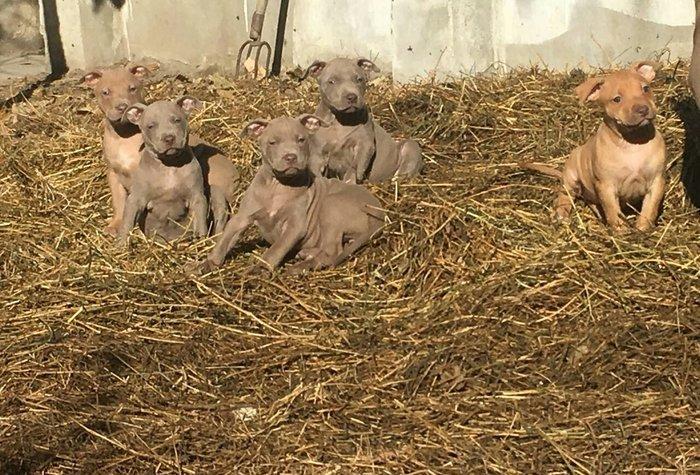Temiz pitbull balalarıdı 4- dene dişi qalıb 200 manata telesin aşağı y