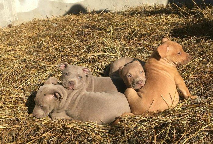 Temiz pitbull balalarıdı 4- dene dişi qalıb 200 manata telesin aşağı y