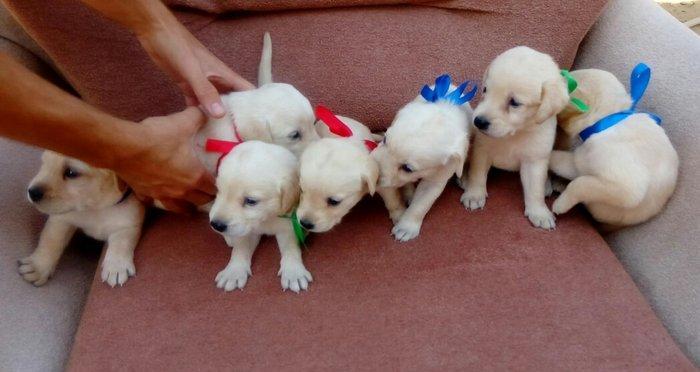 Labrador retriever balalari
satılır, erkək və dişi var.
10. 08. 17 d