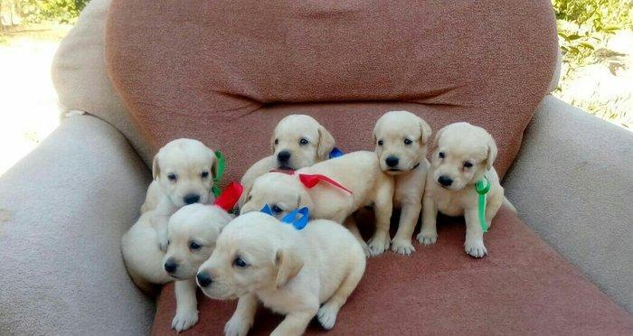 Labrador retriever balalari
satılır, erkək və dişi var.
10. 08. 17 d