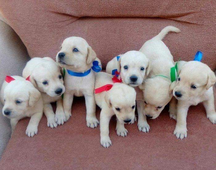 Labrador retriever balalari
satılır, erkək və dişi var.
10. 08. 17 d