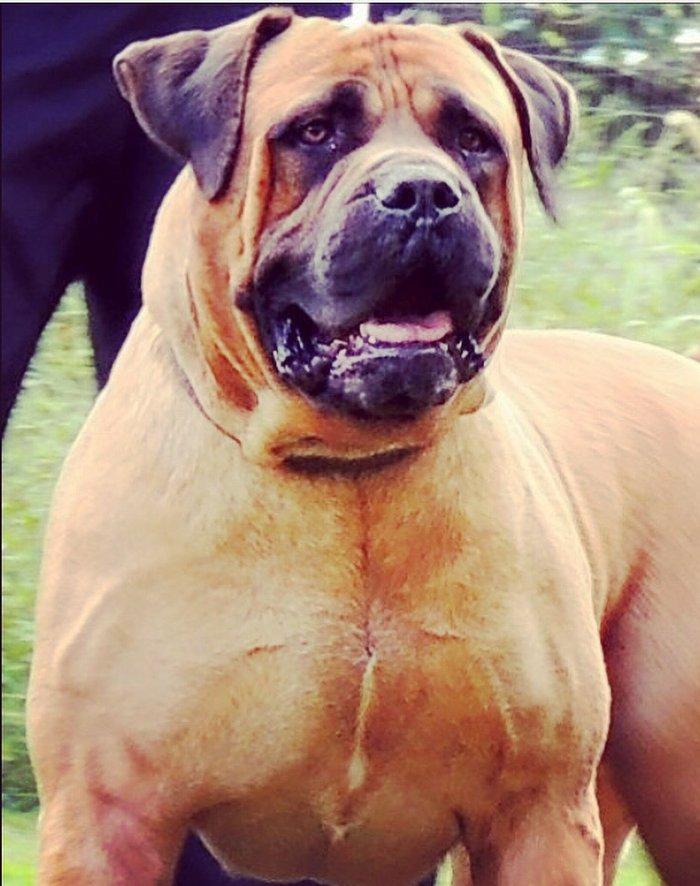 Boerbole balası satılır 1 dişi bala qalıb 2 ay 7 günlük balanın burda