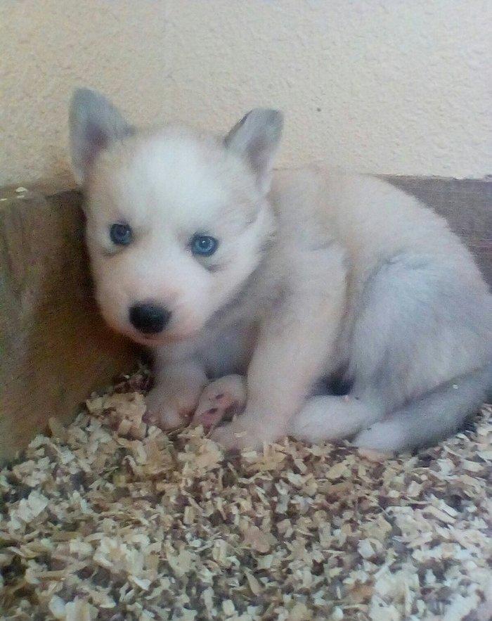 Сибирский хаски окрас серый и бежевый от рождения один месяц 400 манат