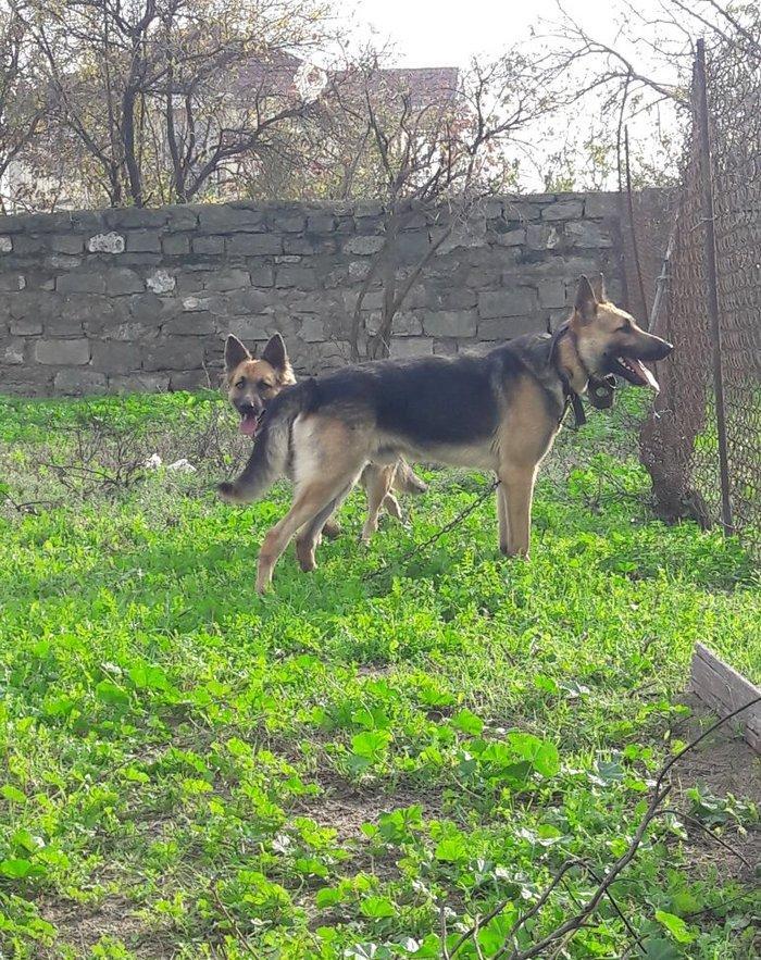 salam tecili satilir xarice gedirem ona gore bala vaxtindan ozumde