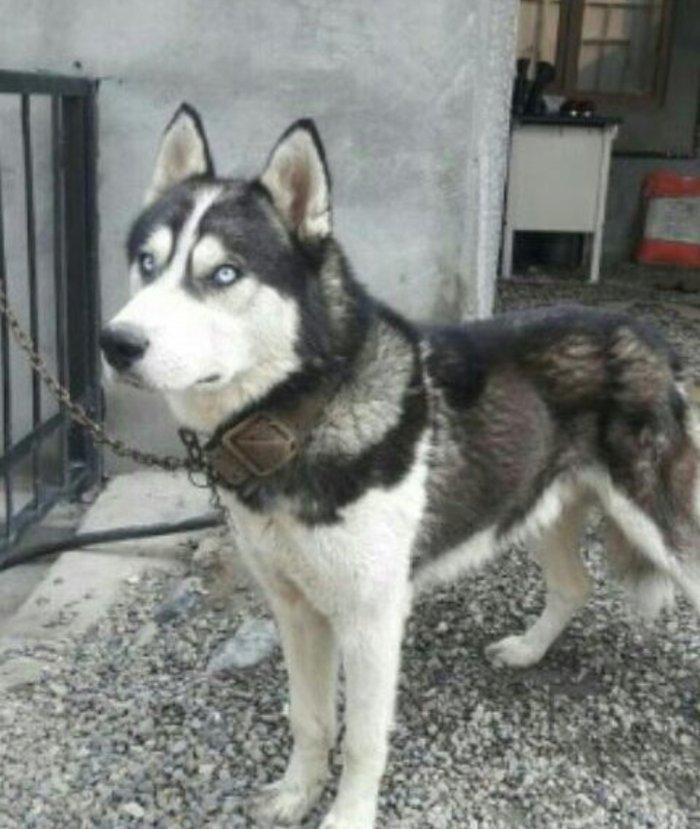 Xaski balalari temiz qan teze olublar. Anasinin atasinin sekli var bax