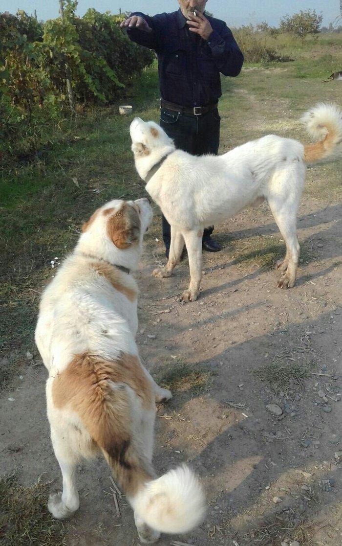 alabay iti bir yaw uc ayin alabayidi ikiside satilir heresi 1000 manat