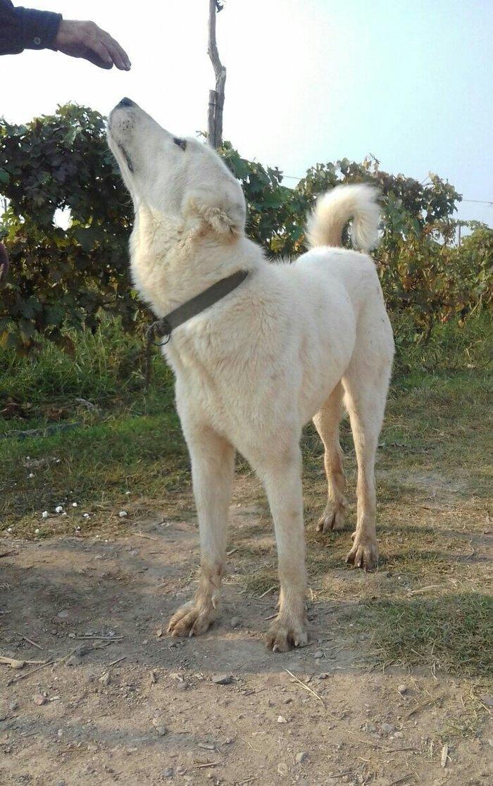 alabay iti bir yaw uc ayin alabayidi ikiside satilir heresi 1000 manat