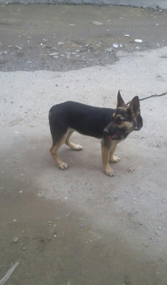 4ayliq diwi avcarka satalir temiz nemkadi atasi mendedi gelib baxa bi