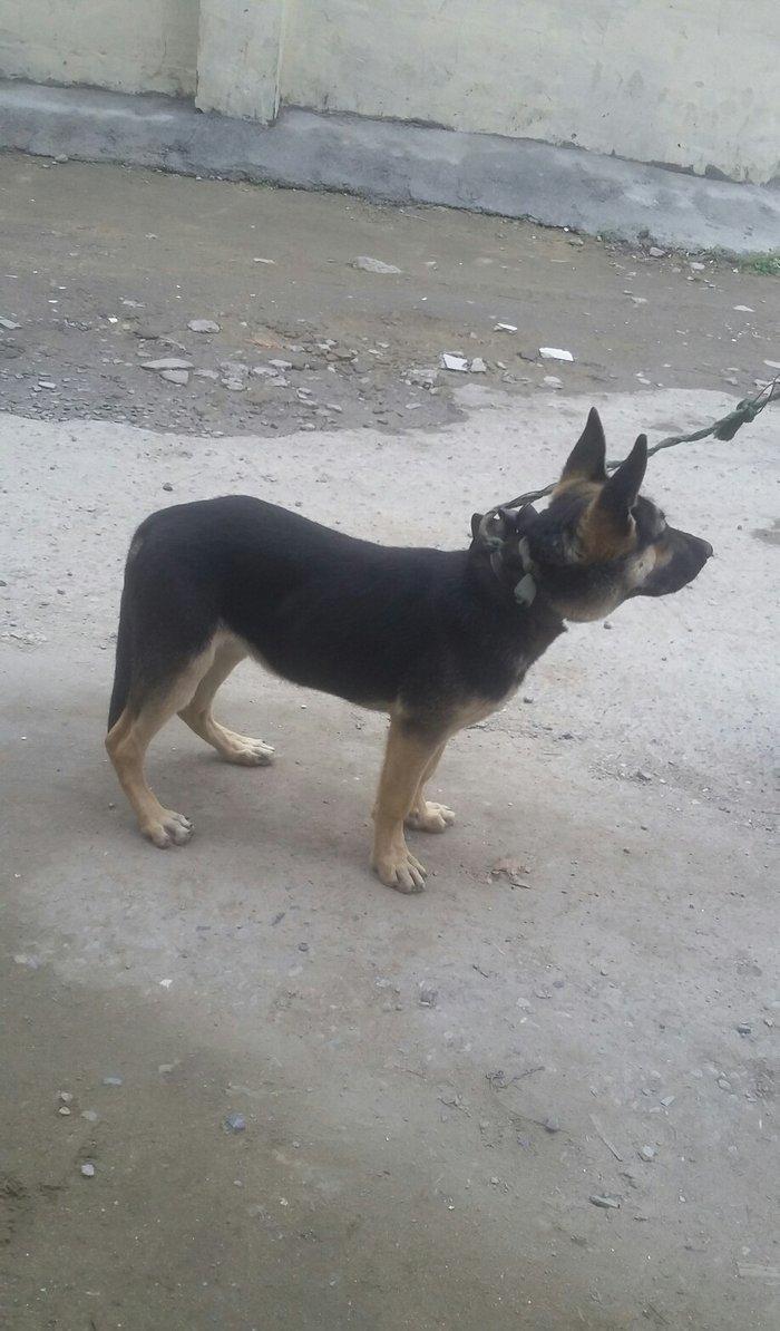 4ayliq diwi avcarka satalir temiz nemkadi atasi mendedi gelib baxa bi