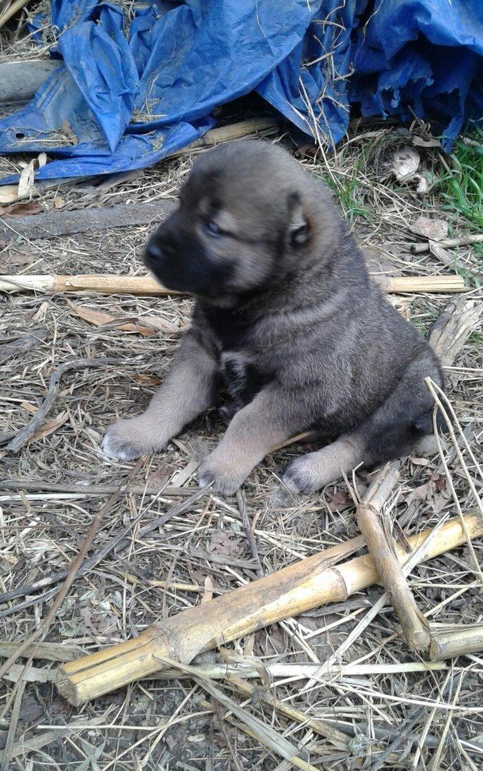 salam atasi kangal anasi coban iti super kucuklerdi 25 gunluk maraqlan