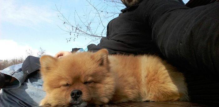 Pomeranskiy Şpits 2 yaş yarim. erkek, saqlam ,insanla oynamaqi seven v