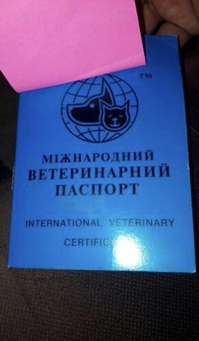 Tecili ÇOX UCUZ QİYMETE 3 aylıq mini york satılır. Passportu var.