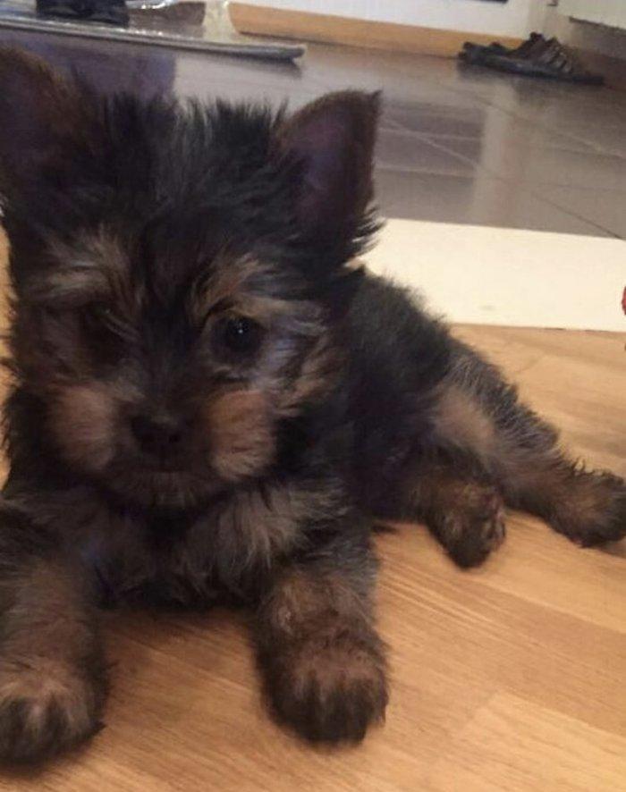 Tecili ÇOX UCUZ QİYMETE 3 aylıq mini york satılır. Passportu var.