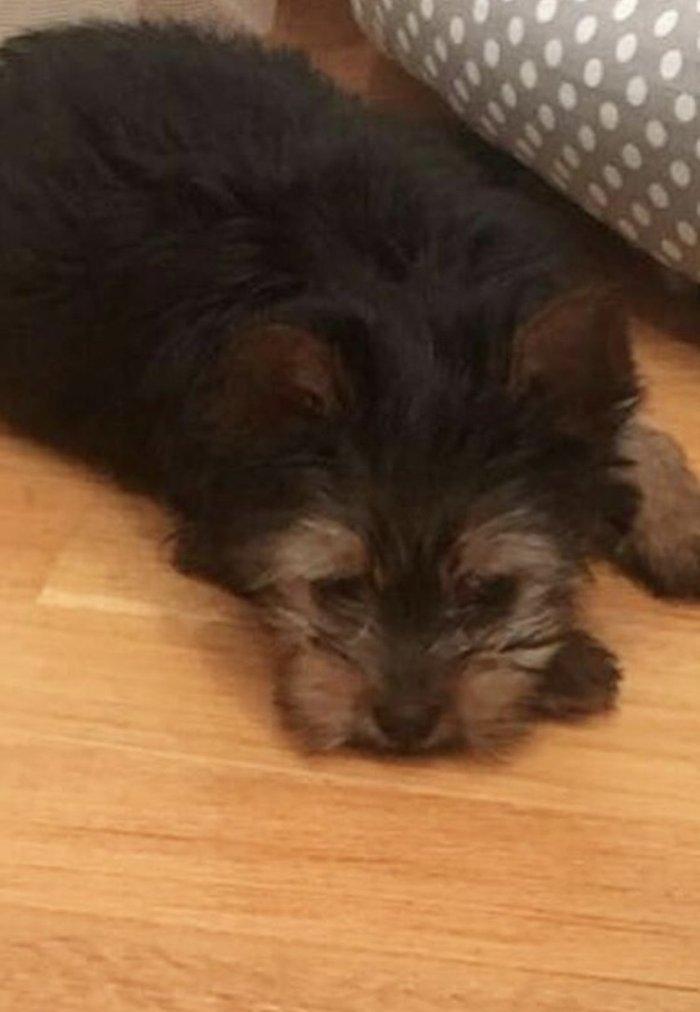 Tecili ÇOX UCUZ QİYMETE 3 aylıq mini york satılır. Passportu var.