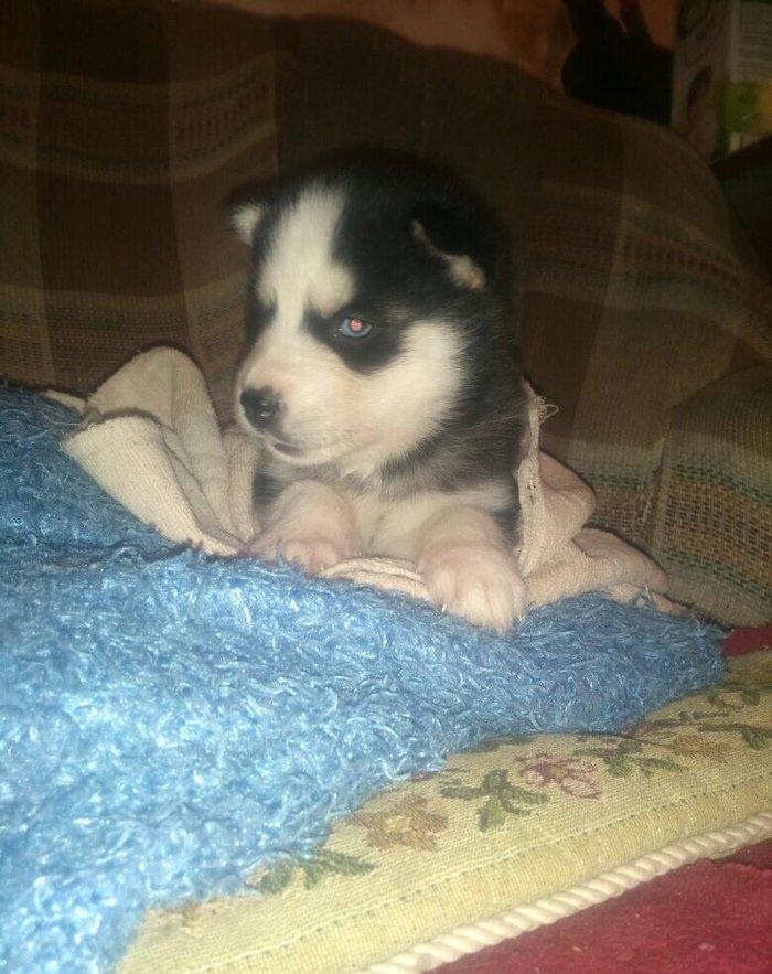 -Haski baLası 25 günlüydü dişidi ciddi aLıcılar müraciət edə biLər