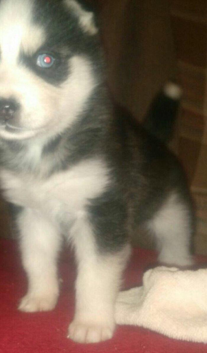 -Haski baLası 25 günlüydü dişidi ciddi aLıcılar müraciət edə biLər