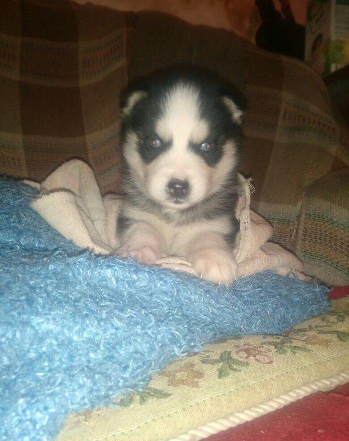 -Haski baLası 25 günlüydü dişidi ciddi aLıcılar müraciət edə biLər