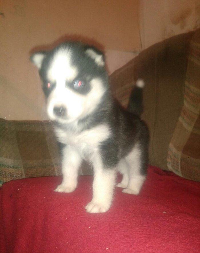 -Haski baLası 25 günlüydü dişidi ciddi aLıcılar müraciət edə biLər