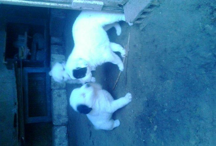 продаеться щенок породы алабай одного месаца отроду. родословный!! це