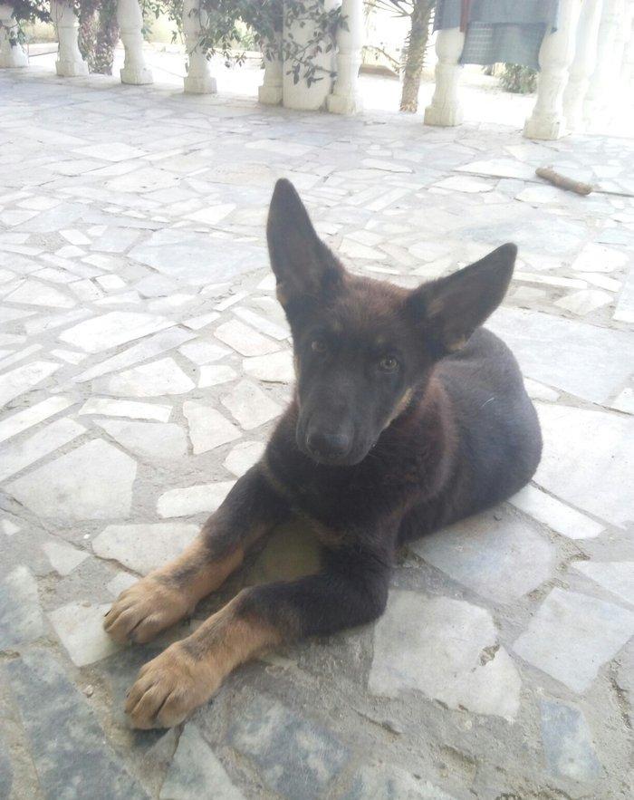 2 aylıq ovçarka evropa satılır. tək baladi. qurd dərmanı verilib iynə