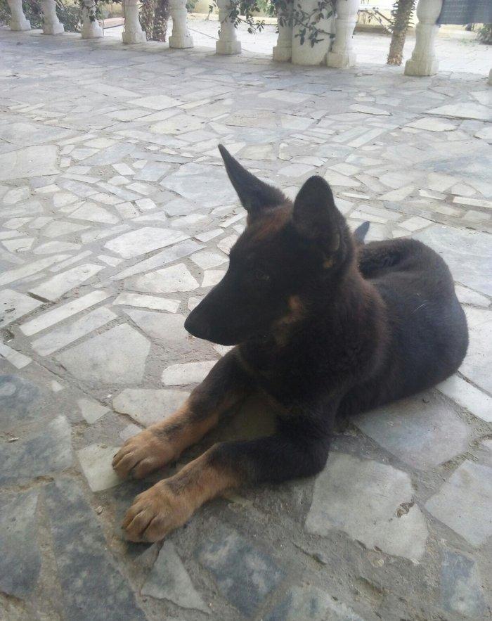 2 aylıq ovçarka evropa satılır. tək baladi. qurd dərmanı verilib iynə