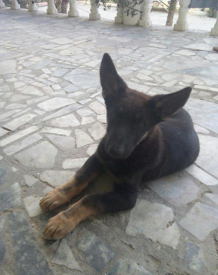2 aylıq ovçarka evropa satılır. tək baladi. qurd dərmanı verilib iynə
