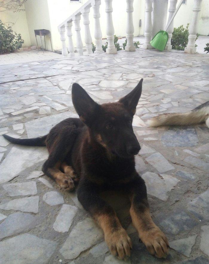 2 aylıq ovçarka evropa satılır. tək baladi. qurd dərmanı verilib iynə