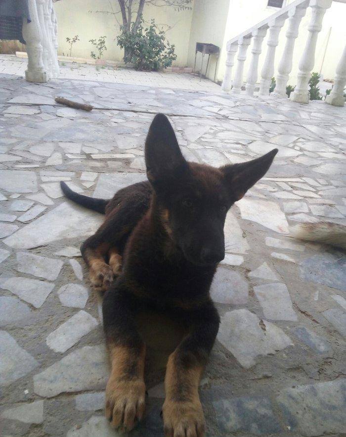 2 aylıq ovçarka evropa satılır. tək baladi. qurd dərmanı verilib iynə