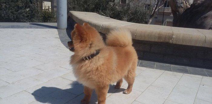 Pomiranskiy shpids ucuz satilir paltarlari ve yemek qabi ve bashqa aks