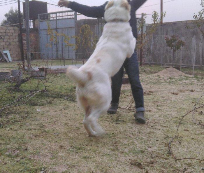 Cute vurmax temiz qan alabay axtariram. Itin 2 yawi var. Elave