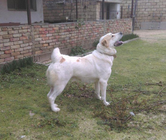 Cute vurmax temiz qan alabay axtariram. Itin 2 yawi var. Elave