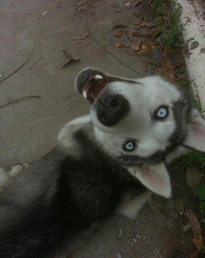 Satilir 8 ayliqdi erkeydi tecili satilir deye razilawma yolu ile yazmi