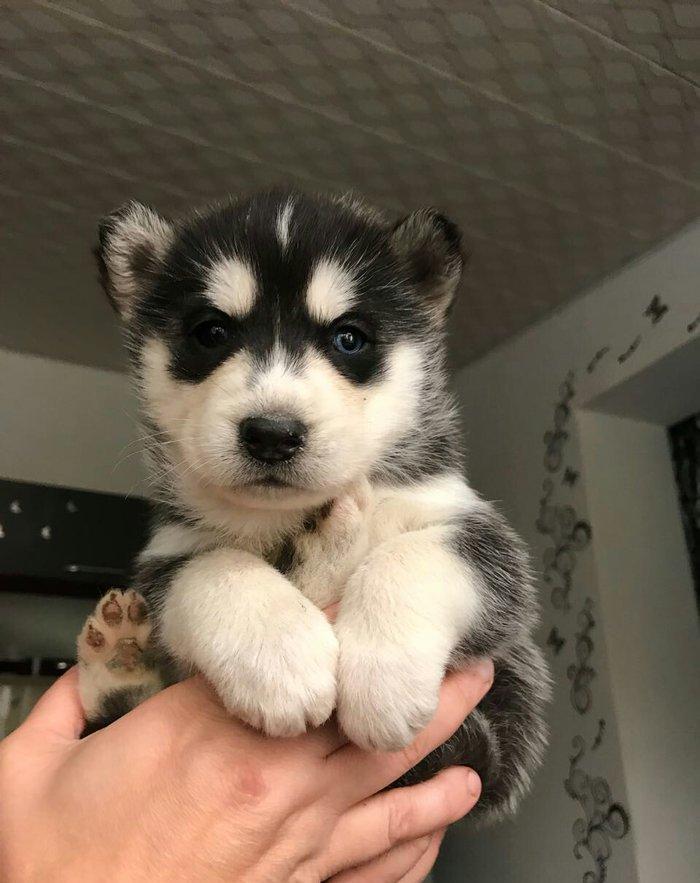 Husky korpeleri satilir!
Qara qiz,Boz reng oglan.
her ikisinin de gozl