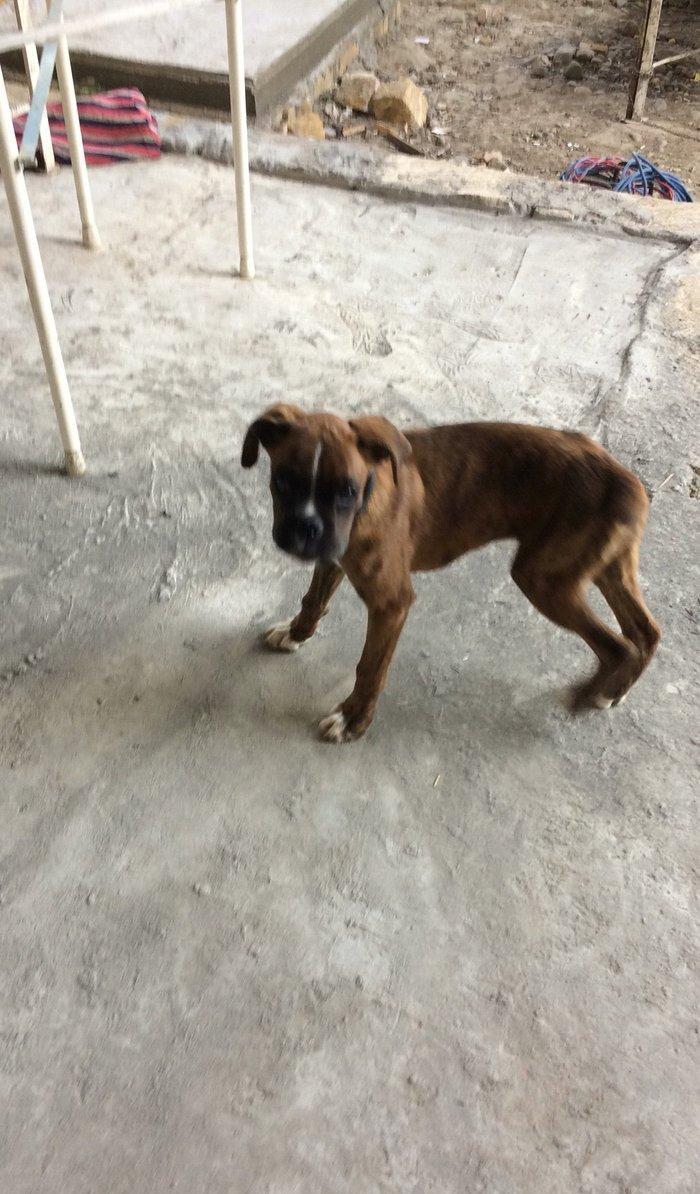 Disi boxer dog yeddi ayliqdi iki aylqnan mendedo iyneleri vurlub qurd