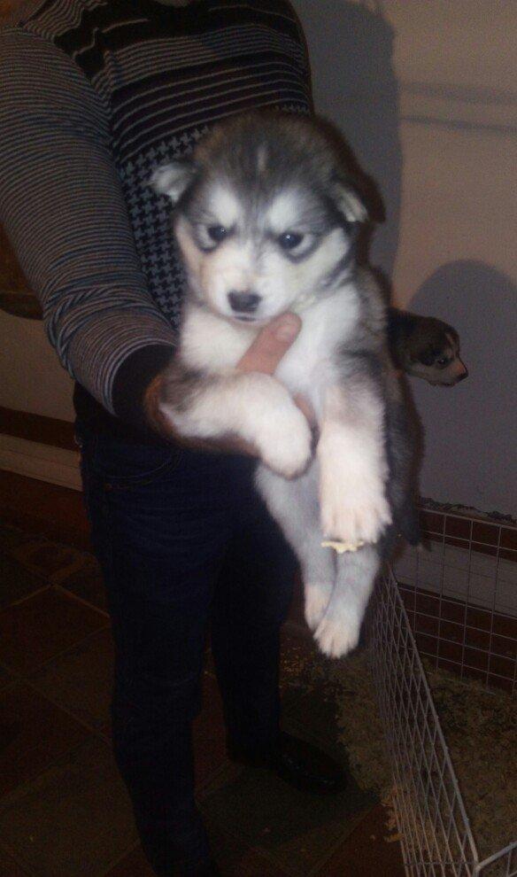 temiz naturalni gozleri goy xaski balasi satilir tam saglam baladir is